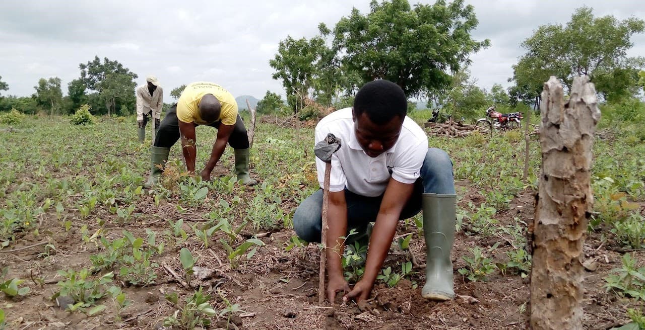 Neem Plantation (2022)